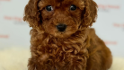 MİNNAK TOYPOODLE YAVRULAR